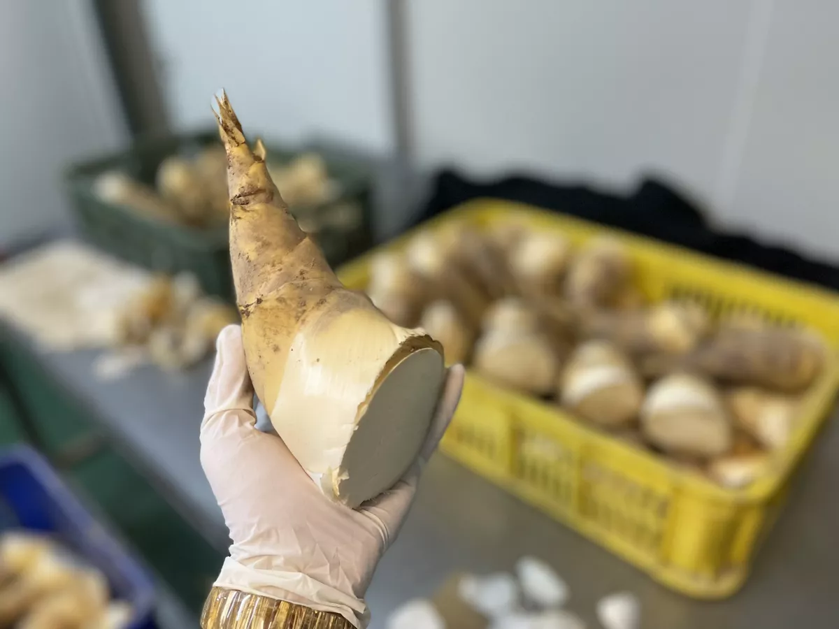 綠竹筍端午節盛產 高纖、低熱量夏日消暑不可少